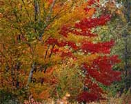 fall foliage print
