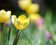 yellow tulip print