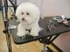 Refi is one of three Bichons who really enjoys having a spa day!