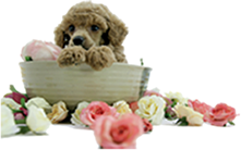 Puppy in Bath of Flowers