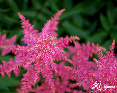 bright pink large view