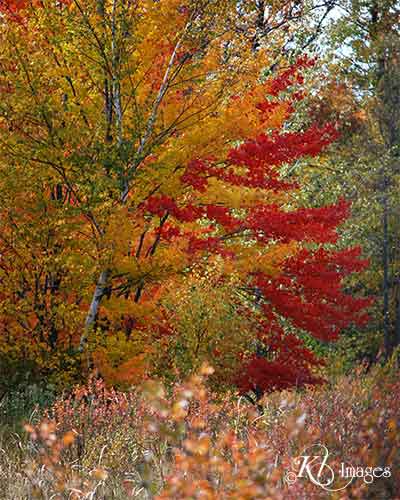 fall foliage large view