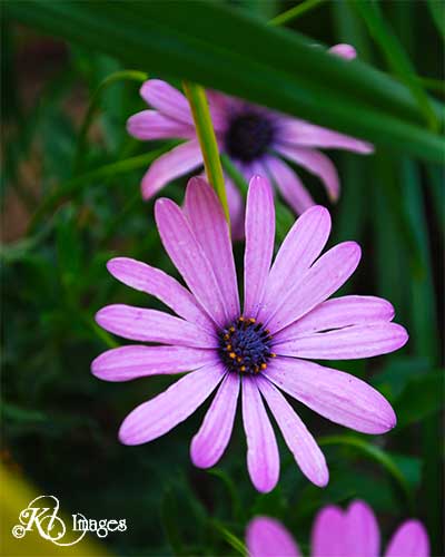 purple pleasing large view