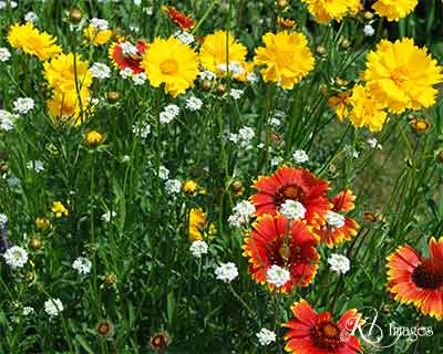 yellow daisies large view