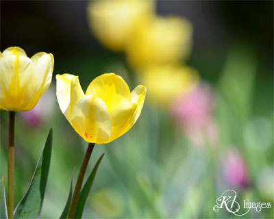 yellow tulip large view